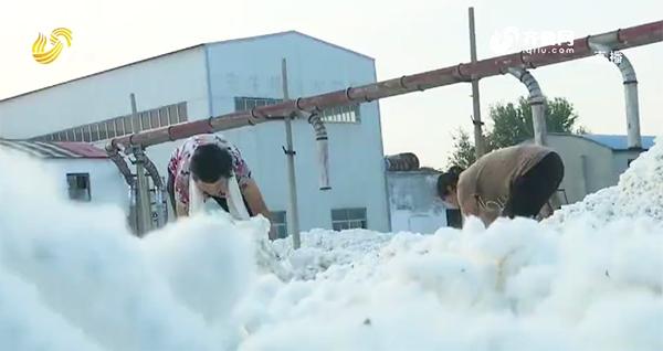 【山東三農(nóng)新聞聯(lián)播】德州武城:種棉有補貼 棉農(nóng)增收多