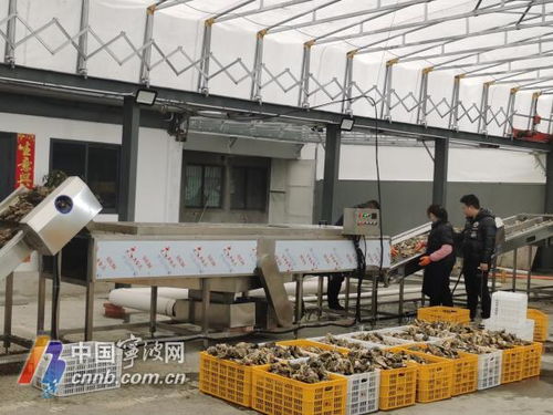 寧波人有自己的專業生蠔清洗加工廠了