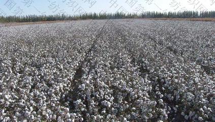 1.9億!這家紡織龍頭轉(zhuǎn)讓在疆擁3座加工廠和20萬畝棉田的公司股權(quán)