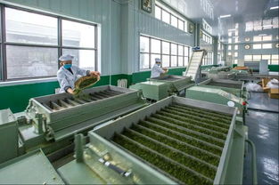 春意盎然,約起到平昌采茶